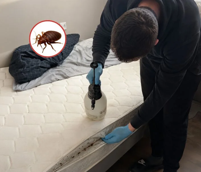 Technicien traitant un matelas contre les punaises de lit à Serris